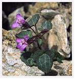 Cymbalaria hepaticifolia * Toadflax - Corsica - July 1993 * 3400 x 3592 * (5.09MB)